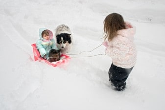 a big sister pulling her little sister in a sled 00448391 337x225 Home