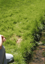 outside stream 150x210 Teaching Lessons Through Picture Books