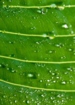 leaf 150x210 Christmas Tree I Spy