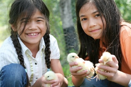Children holding pet chicks iStock 000010039069XSmall Home
