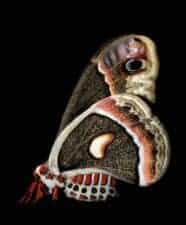 nocturne moth