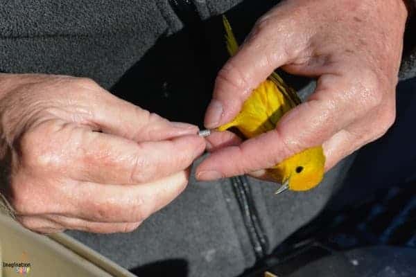 Easy Way to Connect Kids To Nature: Bird Banding