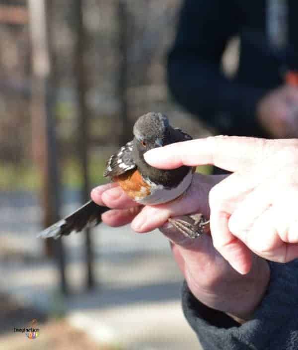 Easy Way to Connect with Nature: Bird Banding